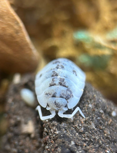 Moo Cow Isopods (Porcellio Scaber)